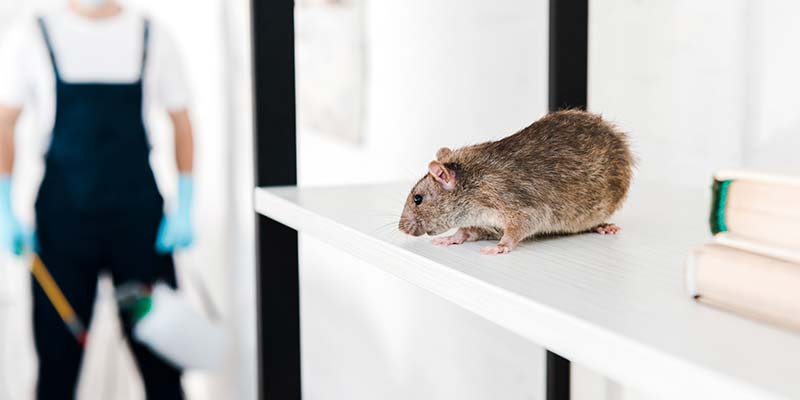 Desratização de Roedores e Ratos