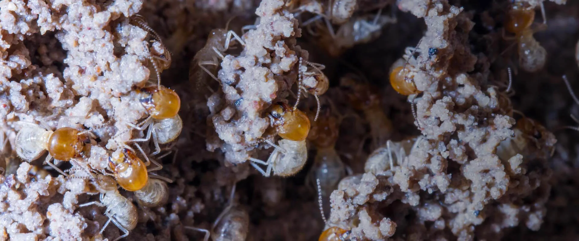 Descupinização e controle de cupins