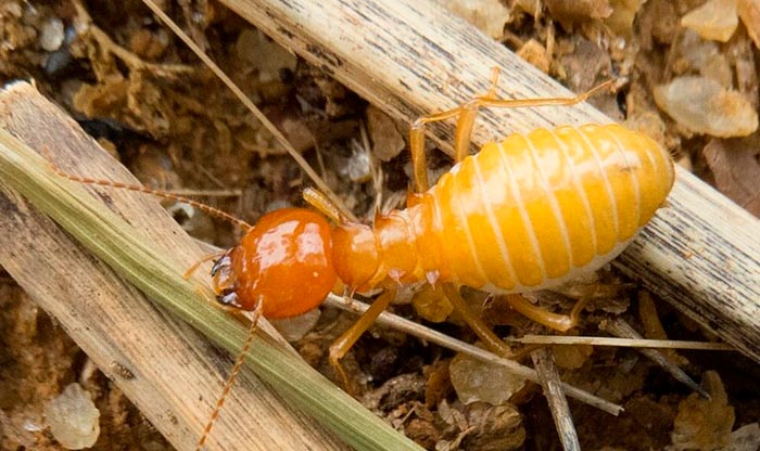 Dedetização em condomínios