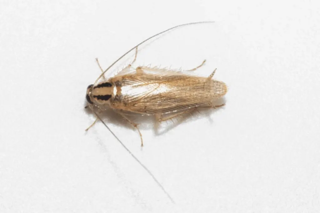 Conhecendo o Inimigo: A Barata Germânica (Blattella germanica) - Baratinhas