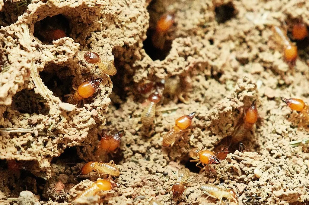 Cupim de Solo e Cupim de Madeira Seca: Como Tratar
