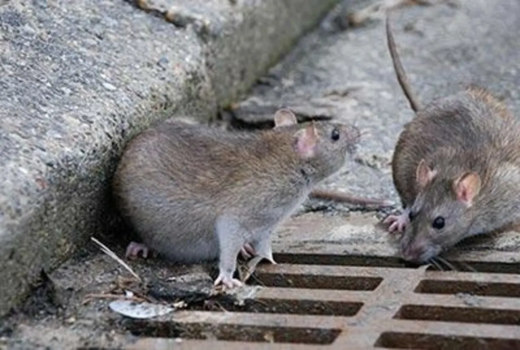 Tenho problema com Ratos - Entenda o que é Desratização